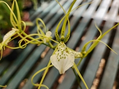 BRASSIA VERRUCOSA - ADULTA - comprar online