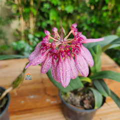 BULBOPHYLLUM EBERHARDTII - ADULTO - comprar online