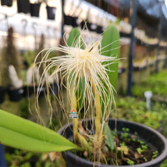 BULBOPHYLLUM MEDUSAE ALBO - ADULTO - comprar online