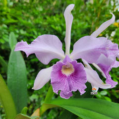 CATTLEYA CANHAMIANA "AZURE SKY"