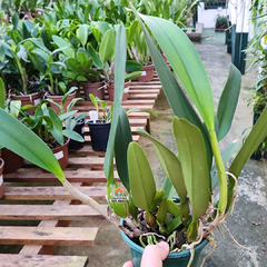 CATTLEYA CANHAMIANA "AZURE SKY" - comprar online