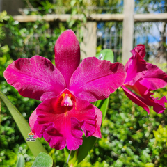 CATTLEYA DE LA COSTA FUEGO - comprar online