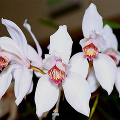 CYMBIDIUM ERYTHROSTYLUM - MUDA - comprar online