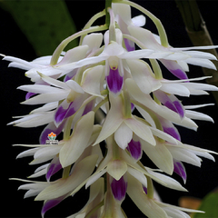 DENDROBIUM AMETHYSTOGLOSSUM - ADULTO - comprar online