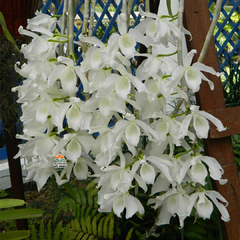 DENDROBIUM ANOSMUM ALBA - ADULTO - comprar online