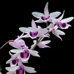 DENDROBIUM ANOSMUM COERULEA - ADULTO - comprar online