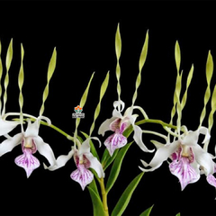 DENDROBIUM ANTENNATUM - PRÉ ADULTO - comprar online