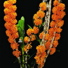 DENDROBIUM BULENIANUM - MUDA - comprar online