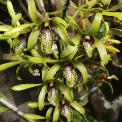 DENDROBIUM CALOPHYLLUM - MUDA - comprar online