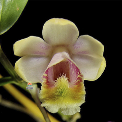 DENDROBIUM CHITTIMAE - MUDA - comprar online