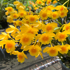 DENDROBIUM CHRYSOTOXUM VAR. AUREUM - ADULTO - comprar online