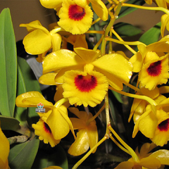 DENDROBIUM CHRYSOTOXUM VAR. OCULATUM - ADULTO - comprar online