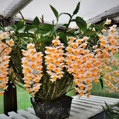 DENDROBIUM CREAM CASCADE - ADULTO - comprar online