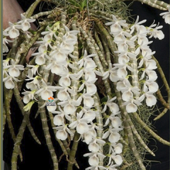 DENDROBIUM CRETACEUM (NA MADEIRA) - ADULTO - comprar online