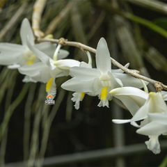 DENDROBIUM CRUMENATUM - PRÉ ADULTO - comprar online