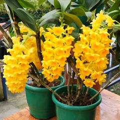 DENDROBIUM DENSIFLORUM - ADULTO - comprar online