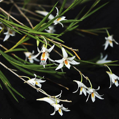 DENDROBIUM EXILLE - MUDA - comprar online