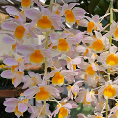 DENDROBIUM FARMERII - ADULTO - comprar online