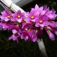 DENDROBIUM GOLDSCHMIDTIANUM - PRÉ ADULTO - comprar online