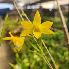 DENDROBIUM HANCOCKII - ADULTO na internet