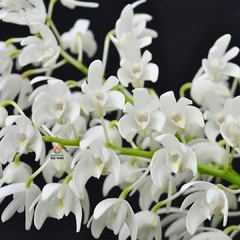 DENDROBIUM KINGIANUM ALBA - ADULTO - comprar online