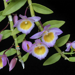 DENDROBIUM LODDIGESII - ADULTO - comprar online