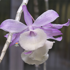 DENDROBIUM PIERARDII - MUDA - comprar online