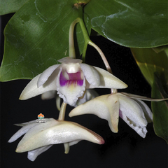 DENDROBIUM PLATYGASTRIUM - MUDA - comprar online