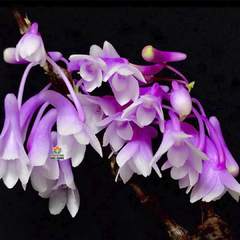 DENDROBIUM RINDJANIENSE - MUDA - comprar online