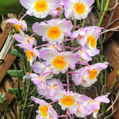 DENDROBIUM ROSY CLUSTER - ADULTO - comprar online