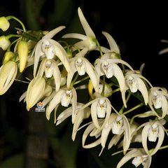 DENDROBIUM SPECIOSUM - MUDA - comprar online