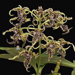 DENDROBIUM SPECTABILE - PRÉ ADULTO - comprar online