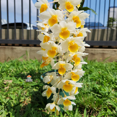 DENDROBIUM THYRSIFLORUM X DENDROBIUM DENSIFLORUM - ADULTO - comprar online