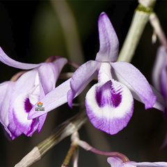 DENDROBIUM TRANSPARENCE - MUDA - comprar online