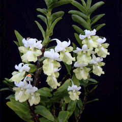 DENDROBIUM UNIFLORUM - MUDA - comprar online