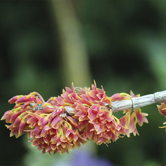 DENDROBIUM USITAE "RED CORAL" - MUDA - comprar online