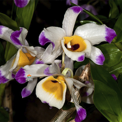 DENDROBIUM WARDIANUM - MUDA - comprar online