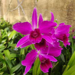 CATTLEYA PURPURATA SANGUÍNEA (LAELIA PURPURATA)