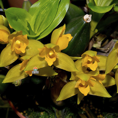 LYCASTE AROMATIC - ADULTA - comprar online