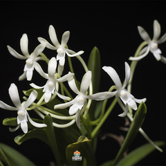 NEOFINETIA FALCATA - MUDA - comprar online