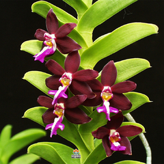 TRICHOGLOTTIS PHILIPPINENIS VAR. BRACHIATA - MUDA - comprar online