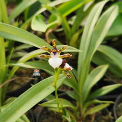 ZYGOPETALUM MICROPHYTUM - ADULTA - comprar online