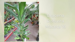 Dracena Robusta - Maceta 16