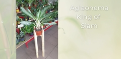 Aglaonema King Of Siam - Maceta 14