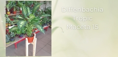 Diffenbachia Tropic - Maceta 15