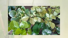 Peperomia - Maceta 11