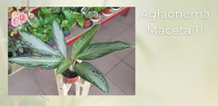 Aglaonema - Maceta 11