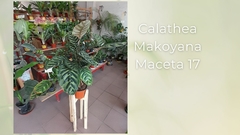 Calathea Makoyana - Maceta 17