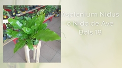 Asplenium Nidus - Maceta Bols 18