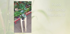 Pilea Raindrop - Maceta 11